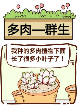 你对植物知多少之群生