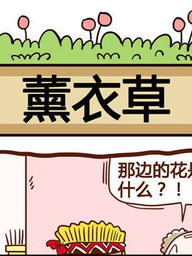 你对植物知多少之薰衣草